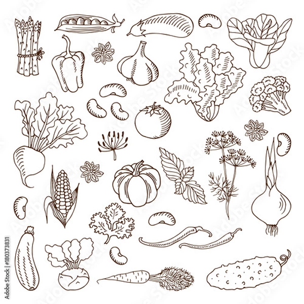 Fototapeta Vegetables. illustration.Design elements.