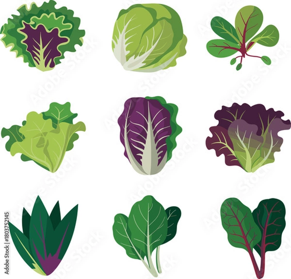 Obraz Fresh organic lettuce and leafy vegetables collection, colorful salad greens, healthy vegan food ingredients, natural farm produce illustration, diet concept