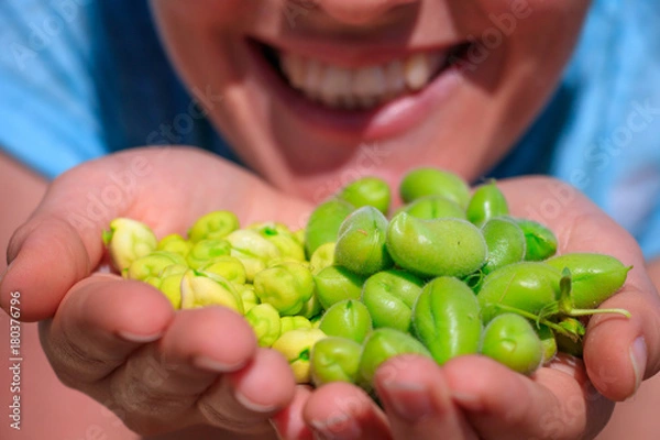 Obraz Fresh green chickpeas