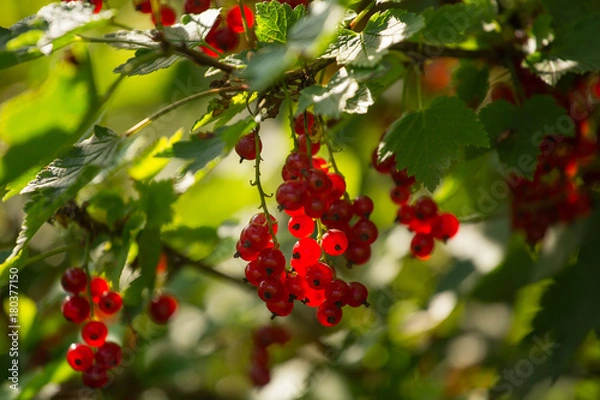 Fototapeta Red currant on the branch with green leaves closeup