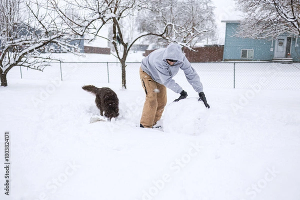 Fototapeta Person rolls snowball while dog plays nearby in snowy yard