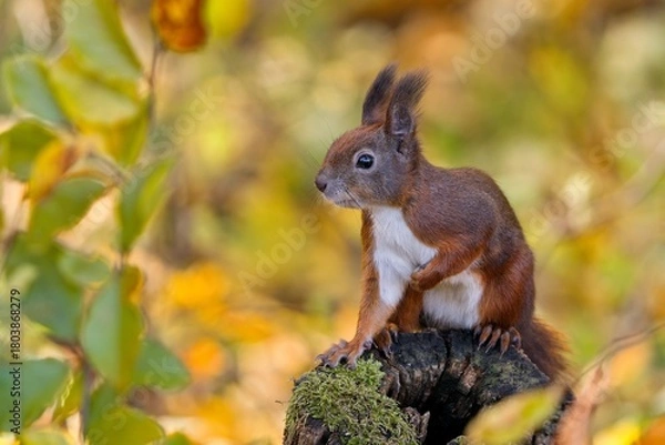 Obraz A cute european red squirrel sits on a tree stump. Sciurus vulgaris. Wildlife scene with a squirrel. Cute animla in the nature habitat. 