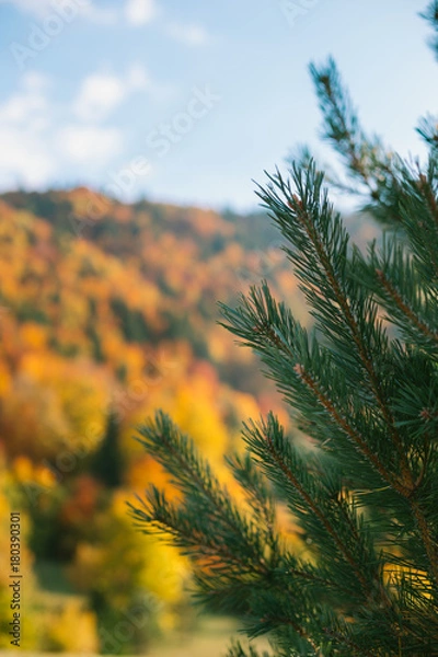 Fototapeta pine tree close up