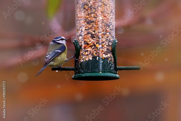 Obraz vogelfütterung im garten