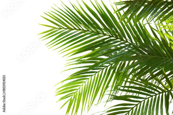 Obraz Bright green palm fronds against a stark black background with subtle light highlights leaf tropical, Isolated On Transparent Background, Png Cut Out