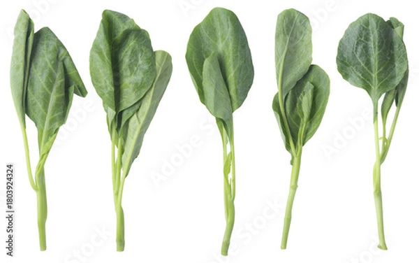Fototapeta Bunch of fresh Chinese broccoli (Gai Lan) isolated on a transparent background