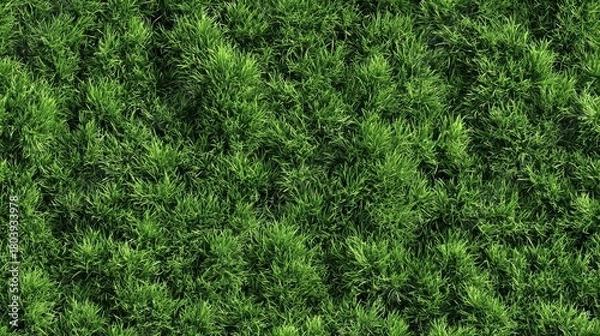 Obraz 青々とした芝生