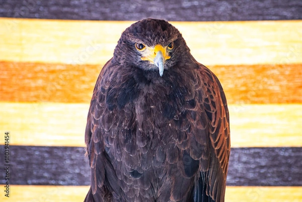 Obraz Harris's hawk (Harris Eagle) exhibition