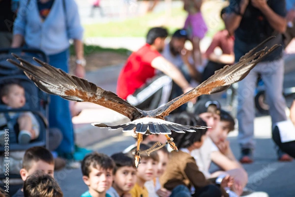Obraz Harris's hawk (Harris Eagle) exhibition