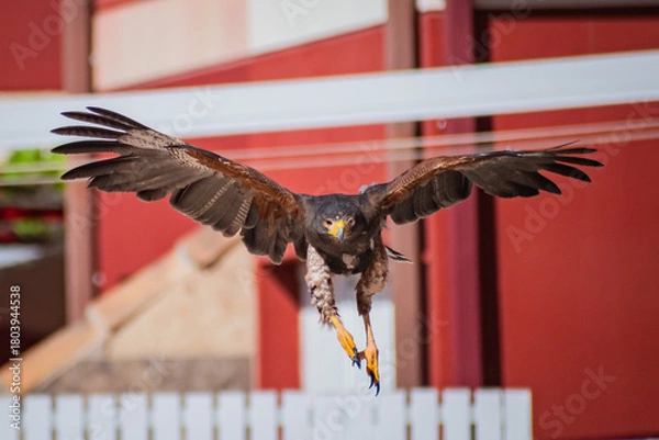 Obraz Harris's hawk (Harris Eagle) exhibition