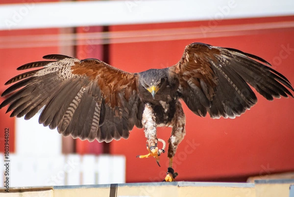 Obraz Harris's hawk (Harris Eagle) exhibition
