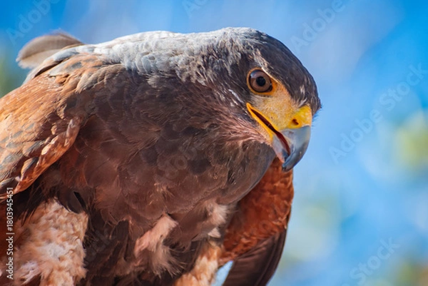 Obraz Harris's hawk (Harris Eagle) exhibition