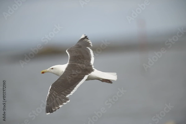 Obraz Goéland marin