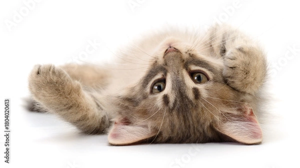 Obraz Cute kitten lying on back isolated on white