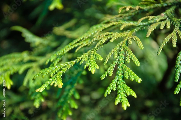Obraz Thuja occidentalis, or eastern arborvitae close-up