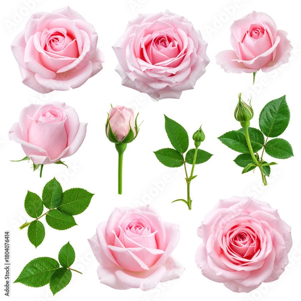Fototapeta Pink Roses Collection: A captivating collection showcases the delicate beauty of pink roses, ranging from fully bloomed petals to graceful buds, accompanied by vibrant green foliage.