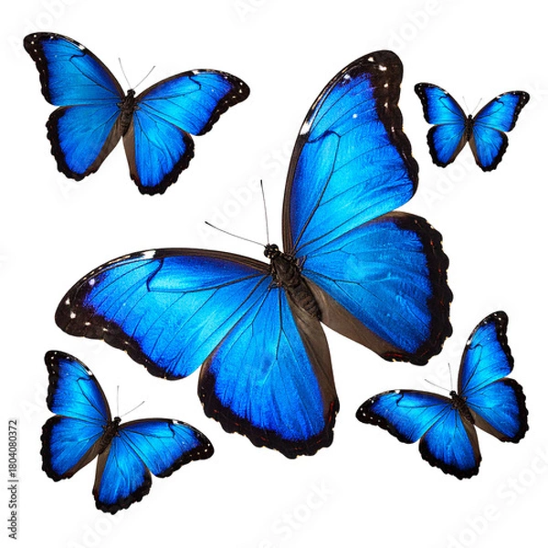 Obraz Azure Butterflies: A vibrant gathering of azure butterflies gracefully takes flight, their delicate wings adorned with intricate patterns, creating a mesmerizing display of nature's elegance.