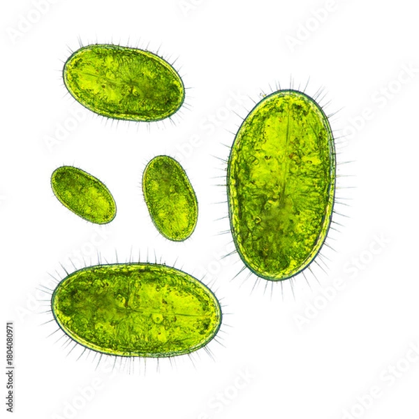 Fototapeta Microscopic Marvels: A close-up view reveals a cluster of vibrant, translucent microorganisms, showcasing the intricate details of their biology and structure.