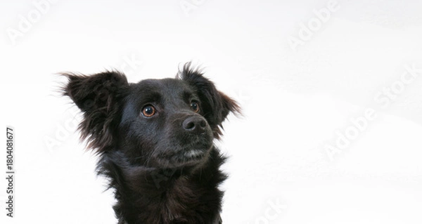 Obraz Aufmerksamer schwarzer junger Hund