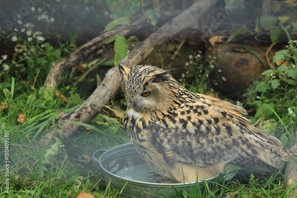 Obraz Wild Owl with Big Eyes in Natural Habitat Forest and Grass Background