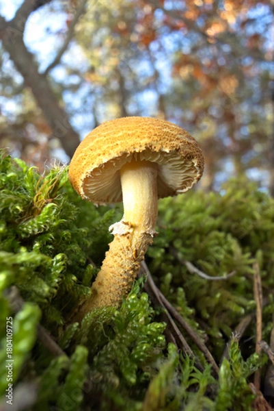 Fototapeta orange cap boletus