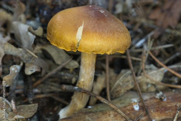 Obraz mushroom in the forest