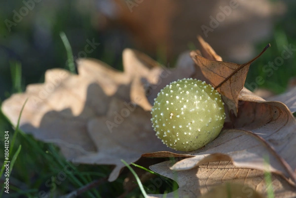 Obraz acorn on the grass