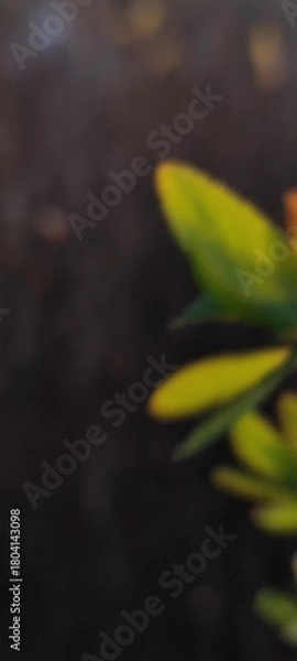 Fototapeta Abstract blurred background of green leaves on a dark surface. Moody and atmospheric out-of-focus nature concept with copy space