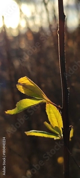 Fototapeta New green leaves sprouting on a branch in spring. Backlit macro shot with golden hour sunlight. Concept of growth and renewal