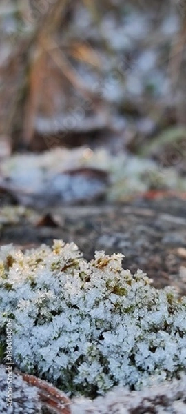 Fototapeta Macro close-up of frost and ice crystals on green moss. Intricate hoarfrost texture in a winter nature scene. Cold weather background with copy space