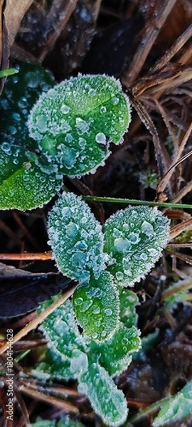 Fototapeta Macro close-up of green leaves covered in frost and frozen dew. Intricate ice crystals on foliage during a cold winter morning. Natural abstract texture background