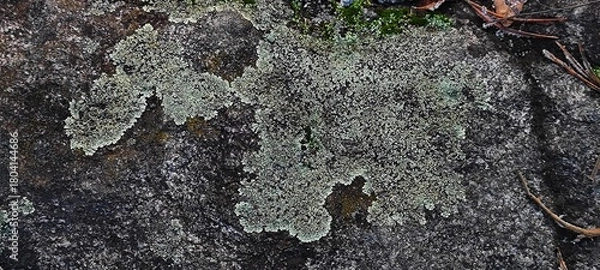 Fototapeta A detailed close-up of pale green foliose lichen growing on a dark, textured rock. Natural abstract pattern and organic background from a forest floor