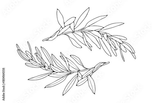 Fototapeta Olive branch sketch isolated on white background. Hand drawn botanical illustration