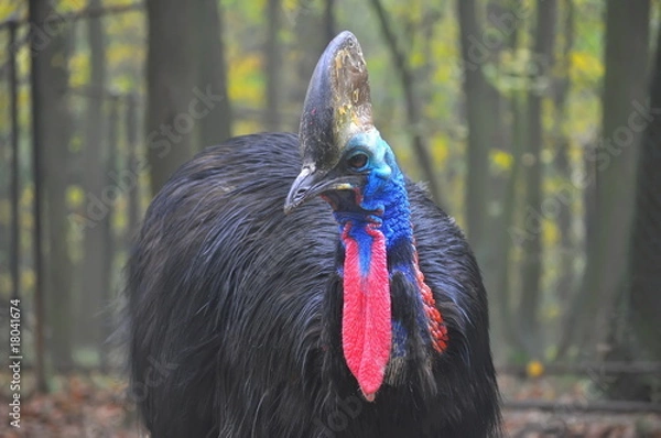 Obraz cassowary