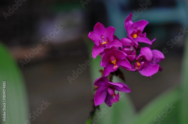 Obraz A vertical focus on a vibrant spray of purple and magenta ground orchids (Spathoglottis plicata) with bright yellow centers, framed by large, blurred green leaves, symbolizing beauty and exotic flora.