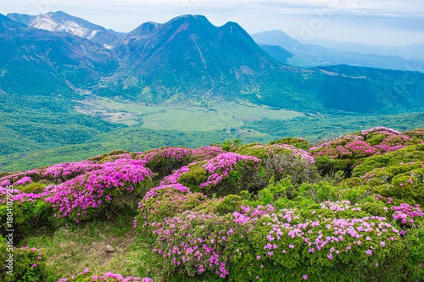 Fototapeta 北大船山山頂のミヤマキリシマ