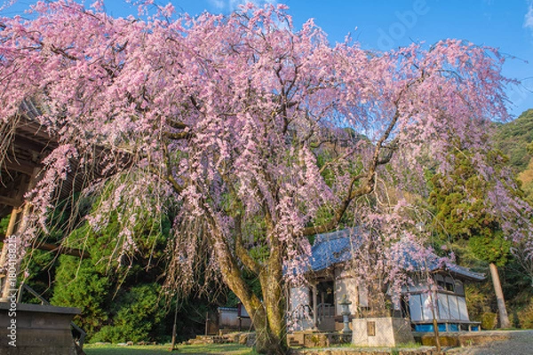 Fototapeta 実相院（實相院）のシダレザクラ