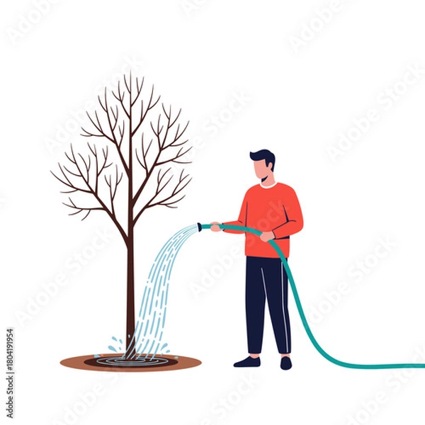 Fototapeta A man is watering a young tree with a hose from a garden on a white background.