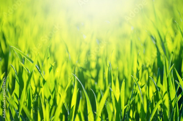 Obraz green grass background with selective focus