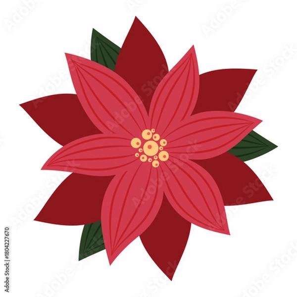 Obraz Vector illustration of Christmas red poinsettia flower with green leaves isolated on a white background. Festive traditional decoration.