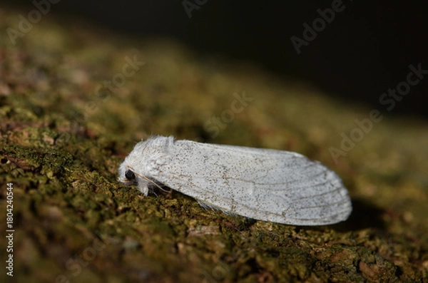 Obraz The white moth resting on the tree bark