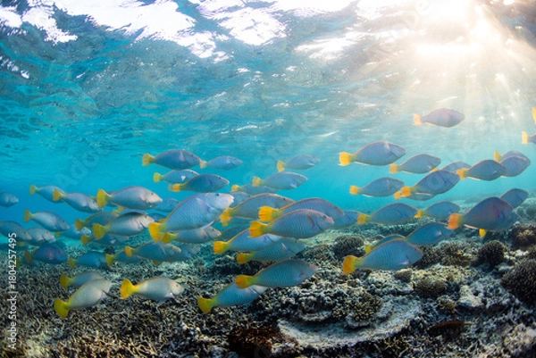 Fototapeta A large school of vibrant coloured Pacific Longnose Parrotfish (hipposcarus longiceps) swimming in a shallow crystal clear blue tropical reef lagoon on the Great Barrier Reef, QLD, Australia.