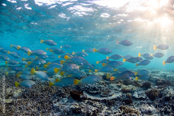 Fototapeta A large school of vibrant coloured Pacific Longnose Parrotfish (hipposcarus longiceps) swimming in a shallow crystal clear blue tropical reef lagoon on the Great Barrier Reef, QLD, Australia.