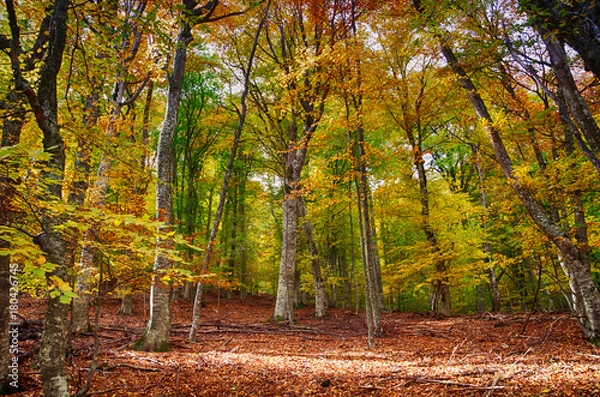 Fototapeta Autumn deciduous forest
