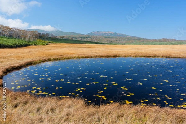 Obraz 雨竜沼湿原の草紅葉と池塘が広がる秋景色（北海道）