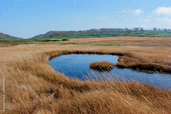 Obraz 雨竜沼湿原の草紅葉と池塘が広がる秋景色（北海道）