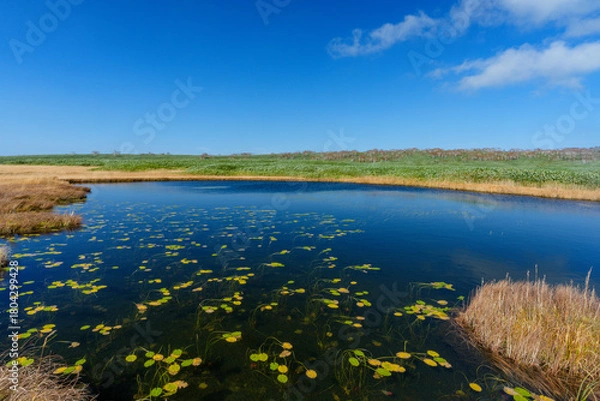 Obraz 雨竜沼湿原の草紅葉と池塘が広がる秋景色（北海道）