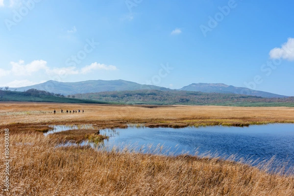 Obraz 雨竜沼湿原の草紅葉と池塘が広がる秋景色（北海道）