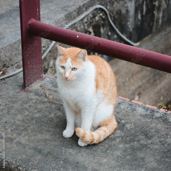 Obraz cat in the park