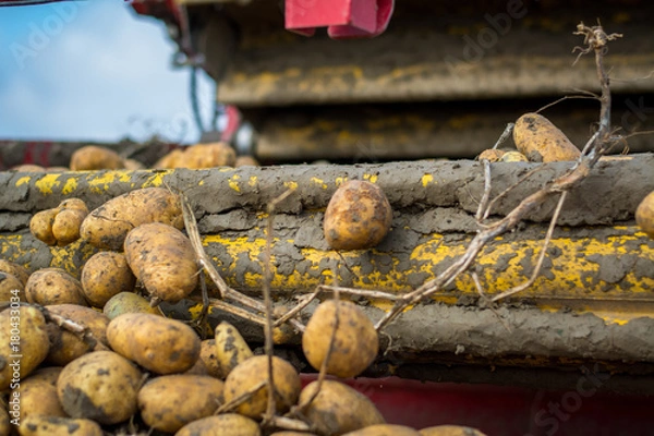 Obraz Harvesting potatoes from the field with a combine
